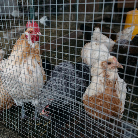 Chickens behind Heavy Duty 19 Gauge Metal Hardware Cloth 1/2 Inch Mesh, 36 Inch by 100 Foot Galvanized Chicken Wire Fencing Mesh Roll