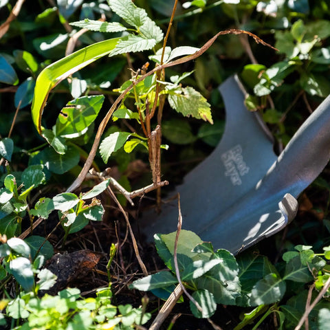 Beast Of A Compact Steel Garden Spade With Serrated Blade And Inverted V Tip For Root Removal, red spade cutting plant roots.