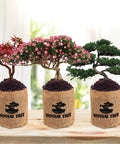 Indoor Bonsai Garden Starter Kit With Five Seed Varieties Acacia Wisteria Red Maple Black Pine Judas Tree Easy Grow Kit burlap pots