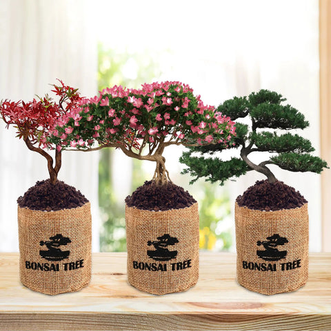 Indoor Bonsai Garden Starter Kit With Five Seed Varieties Acacia Wisteria Red Maple Black Pine Judas Tree Easy Grow Kit burlap pots