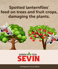 Illustration of trees and fruit crops with spotted lanternflies, promoting RTS Insect Killer Hose End Sprayer 32 Ounce.