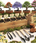 Bonsai Starter Kit With Five Varieties Black Locust Blue Jacaranda Crape Myrtle Pigeon Pea Delonix Regia All In One
