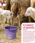 Purple 2 Gallon Heavy Duty Workhorse Plastic Buckets 2 Pack For Farm Home Laundry And Water With Flat Back Design Stacking Ribs And Easy Pour For Everyday Chores Around The House And Yard next to lambs
