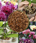 One Hundred Percent Organic Orchid Potting Bark Eight Quarts All Natural Pine Bark Mix Additive For Orchids And Epiphytes With Dope Drainage And Airy Roots For Indoor And Outdoor Container Gardening, surrounded by vibrant orchids and epiphyte planting