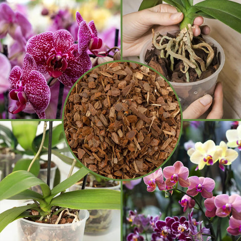 One Hundred Percent Organic Orchid Potting Bark Eight Quarts All Natural Pine Bark Mix Additive For Orchids And Epiphytes With Dope Drainage And Airy Roots For Indoor And Outdoor Container Gardening, surrounded by vibrant orchids and epiphyte planting