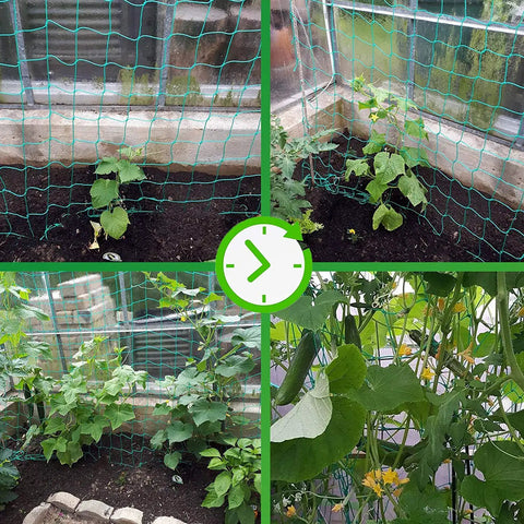 Heavy-Duty Garden Trellis Netting For Climbing Plants UV Stabilized Polyethylene Mesh That Is Beefy Enough For Cucumber Tomatoes Melons Vines Fruits Vegetables 1 Pack 8.2 By 6.6 Ft with plants climbing in different sections of a garden