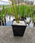 Plant in square basket from Eight Pack Water Garden Planting Baskets Kit With Slotted Mesh For Pond, Aquaponics And Hydroponics