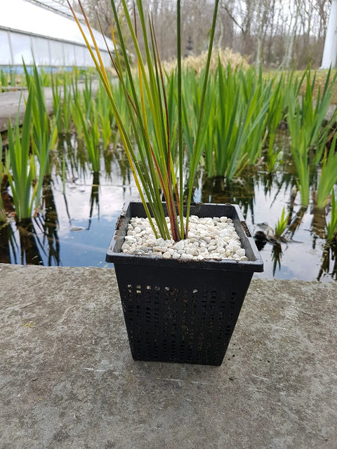 Plant in square basket from Eight Pack Water Garden Planting Baskets Kit With Slotted Mesh For Pond, Aquaponics And Hydroponics