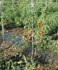 6300 Ft Tomato Twine For Trellising Gardens Heavy Duty Poly Garden String UV Resistant Box With Belt Loop Easy Feed From Top Plant Support Twine For Tomatoes And Vines supporting tomato plants in a garden