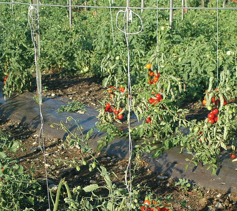 6300 Ft Tomato Twine For Trellising Gardens Heavy Duty Poly Garden String UV Resistant Box With Belt Loop Easy Feed From Top Plant Support Twine For Tomatoes And Vines supporting tomato plants in a garden