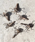 Archery Broadheads 12 Pack Mixed Judo And Hammer Set for small game hunting in 100 or 125 grain spiral tip.