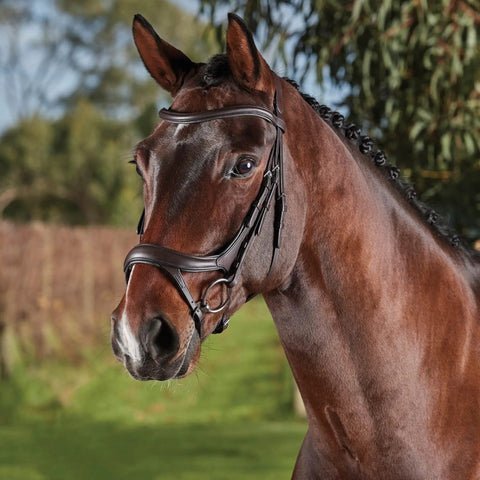 Warmblood horse wearing ComFiTec Vogue Anatomical Bridle With Ultra Soft Padding Headpiece, Brown Horse Tack, side view outdoors.