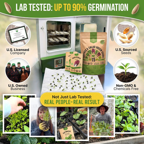 15 Variety Lettuce And Salad Greens Seeds Pack With 17700 Plus Non GMO Heirloom Seeds for Indoor Outdoor Gardeners shown with sprouts and packaging.