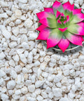 Extra Coarse Grade 4 Horticultural Perlite For Plants Organic Soil Drainage Booster with succulent on top, made in USA, 5 quarts
