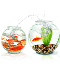 Fish tanks with 10Lb Totally Versatile Natural Polished Mixed Pebbles River Rock Gravel For Freshwater Aquariums And Fish Tanks