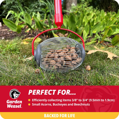 No Sweat Lawn Roller Picker That Gathers Acorns Buckeyes And Beechnuts Directly Off The Grass Surface with collected debris.