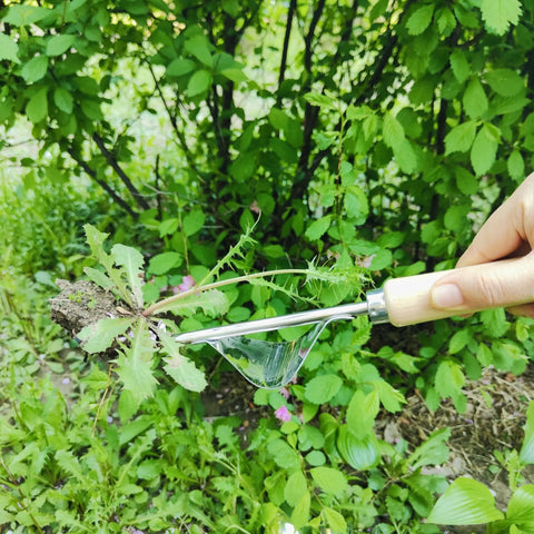 Using a weeder from the 5 Piece All In One Garden Tool Set With Large Trowel, Transplanter, Weeder, Hand Rake And Cultivator on a weed.