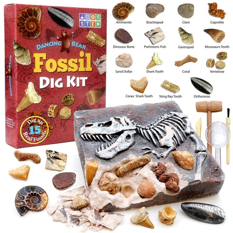 Fossil Dig Kit for Kids, Excavating Fossils, Dinosaur Bones, Shark Teeth, Educational Activity, Box and Contents Visible