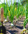 Forged Hand Trowel For Roots And Planting, Heavy Duty Garden Tool With Sharp Boron Steel Head, standing in soil next to plants