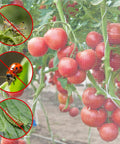 Tomatoes protected by Two Pack 10 By 33 Feet Backyard Garden Netting Ultra Fine Mesh That Keeps Birds and Bugs Out While Shielding Vegetables