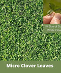 Close-up of Micro Clover leaves forming a dense, green ground cover. Inset shows a single clover leaf held by fingers.