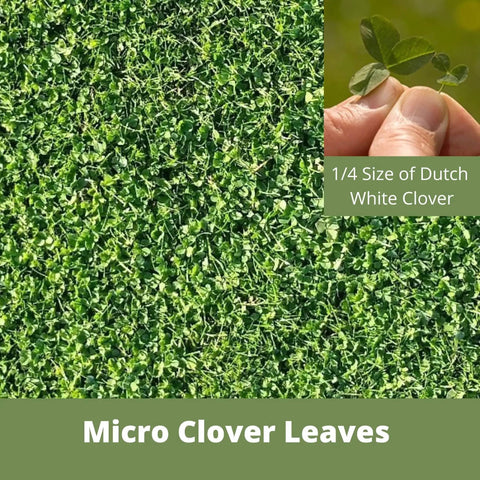 Close-up of Micro Clover leaves forming a dense, green ground cover. Inset shows a single clover leaf held by fingers.