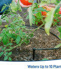 Tomato Garden Drip Irrigation System Kit For 10 Plants With Push Connect Fittings watering tomato plants in garden.