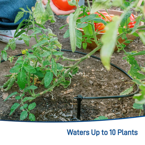 Tomato Garden Drip Irrigation System Kit For 10 Plants With Push Connect Fittings watering tomato plants in garden.