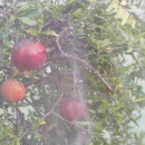 Apples on a tree covered with Ultra Fine Garden Netting 10 X 100 Ft Bird And Insect Barrier For Raised Beds Vegetables Fruits Flowers Trees