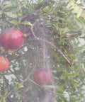 Ultra Fine Garden Netting 10 x 200 ft Plant Covers Keep Veggies, Fruits, and Trees Safe From Birds and Pests over a fruit tree
