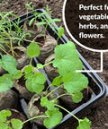 Indoor Seed Starter Kit With 100 36mm Peat Pellets That Expand With Water No Fuss Germination For Vegetables, Herbs, And Flowers Ideal For Transplanting To Garden Or Planter Pots shown with young plants sprouting outdoors.