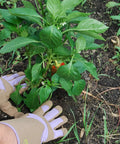 Thorn Resistant Rose Pruning Gloves With Extra Long Forearm Protection For Women Puncture Resistant Gardening Gloves in use in garden