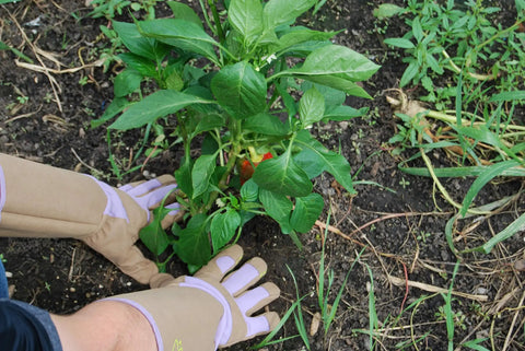 Thorn Resistant Rose Pruning Gloves With Extra Long Forearm Protection For Women Puncture Resistant Gardening Gloves in use in garden