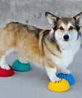 Dog on Pawsome Four Flexible Paw Pods for Dog Agility Training Boost Dynamic Balance and Coordination with Sensory Bumps