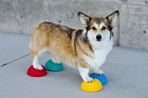 Dog on Pawsome Four Flexible Paw Pods for Dog Agility Training Boost Dynamic Balance and Coordination with Sensory Bumps