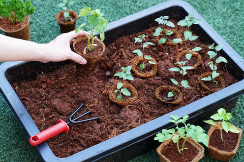 3.25 Inch Coconut Coir Biodegradable Pots 22 Pack Plantable Seed Starter Pots Peat Free Eco Friendly Sustainable Garden Containers