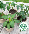3-In-1 Seed Starting Mix For Herbs, Veggies, And Flowers, 6 Quarts, 100 Percent Organic And USA Made, seedlings in pots