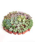 Assorted Succulent Plant Pack Of 40 Live Mini Succulents With Low Maintenance Colorful Mix For Garden And Home Decor Ideal For DIY Arrangements Wedding And Party Favors Gifts And Plant Enthusiasts, 2-inch pots