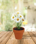 Bulk Daisy Planting Kit With 20 Genuine Terracotta 5cm Pots, Soil Pellets, And Seed Packets For Easy Planting shown with blooming daisies.