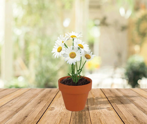 Bulk Daisy Planting Kit With 20 Genuine Terracotta 5cm Pots, Soil Pellets, And Seed Packets For Easy Planting shown with blooming daisies.