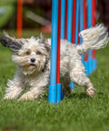 Small dog weaving through an agility course pole, showcasing the use of Durable Wooden Dog Seesaw For Training And Agility Suits Big And Small