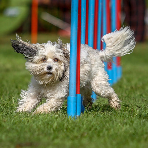 Small dog weaving through an agility course pole, showcasing the use of Durable Wooden Dog Seesaw For Training And Agility Suits Big And Small
