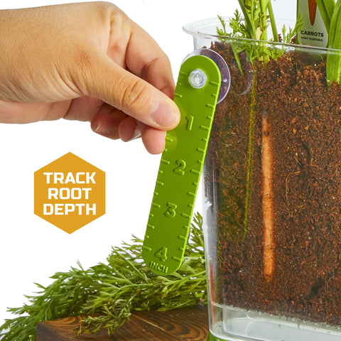 Hand using ruler to track root growth in Edible Veggie Garden Watch It Grow Kit For Kids Kid Friendly A DIY STEM Activity.