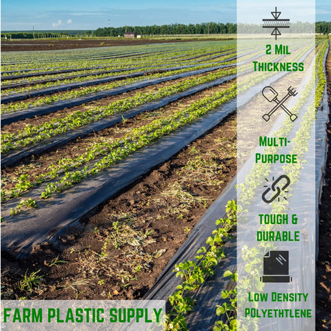 2 Mil Black Plastic Sheeting Roll 10 By 100 Feet Heavy Duty Lightweight Polyethylene Tarp used in farmland, showing multipurpose use.