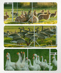 Walk In Metal Chicken Coop With Run For Yard, Weatherproof Spire Roof Cage, showcasing rabbits, ducks, and chickens inside