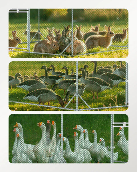Walk In Metal Chicken Coop With Run For Yard, Weatherproof Spire Roof Cage, showcasing rabbits, ducks, and chickens inside