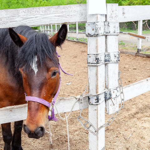 20 Inch Gate Chain Lock With Carabiner Stainless Steel Fence Gate Latch securing a fence near a horse in an outdoor setting
