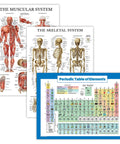 Muscle And Skeleton And Periodic Table Posters Set For Kids Laminated 18 By 24 Inch Wall Posters 3 Pack Kid Friendly