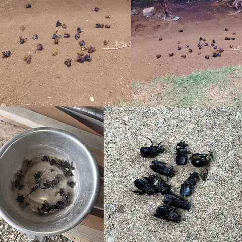 Dead bees and wasps on ground and in bowl, targeted by Bee Butter For Outside 1 Pack Sticky Trap That Targets Wood Bees Wasps And Ants Easy Direct Application Into Active Holes Long Lasting Outdoor Pest Control For Siding And Deck Keeps Bees From Returning