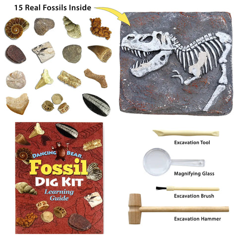 Fossil Dig Kit For Kids with 15 real fossils, including dinosaur bones and shark teeth, tools, and learning guide displayed.